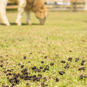 Fertilizante Orgánico Granulado <span class=keywords><strong>de</strong></span> Estiércol <span class=keywords><strong>de</strong></span> Oveja Fermentado, Nutrientes <span class=keywords><strong>de</strong></span> Liberación Lenta para Cultivos <span class=keywords><strong>de</strong></span> Fresas, Tomates, Rosas, Huertos e Invernaderos - Product Image 5
