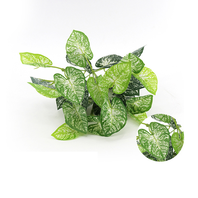 White Alocasia Leaf