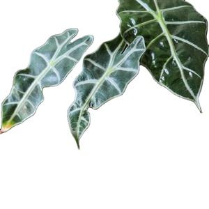 Colección Premium de Alocasia, Exótica Planta de Hoja de Elefante, Follaje Tropical Raro, Proveedor de Plantas Vivas de Indonesia - Product Image 1