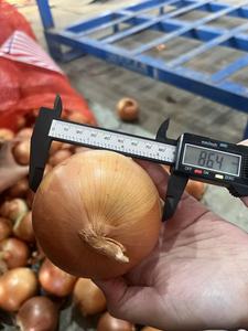 Prix d'usine en gros Nouvelle récolte saison 2026 Oignon jaune frais chinois de qualité export en sacs en filet de 5cm, 7cm, 9cm en vrac - Product Image 4