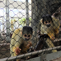 Edelstahl 304/316 Zoo-Kabelnetz für Tiergehege / Affengehege-Netz, Maßgefertigte Produktion