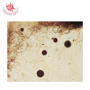 Portaobjetos Preparados de Microbiología y Genética - Product Image 3