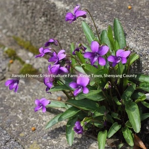 Semi di Viola Viola Selvatica, Olio Essenziale, Resistenti al Freddo, Copertura Vegetale Perenne, Semi di <span class=keywords><strong>Fiori</strong></span> <span class=keywords><strong>per</strong></span> Cortile e <span class=keywords><strong>Balcone</strong></span> - Product Image 4
