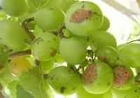 Arrêtez le craquage des raisins, engrais liquide organique Agrinorm 100% soluble dans l'eau, calcium et bore pour les raisins