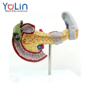 Education teaching human anatomy model PVC color plastic human internal pathology spleen pancreas duodenal model
