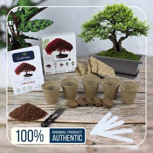 Mini 5 sẵn sàng để phát triển Bonsai Kit trồng trong nhà món quà ý tưởng với Red Maple Trung Quốc cercis juniperus liquidambar vân sam Đỏ - Product Image 2