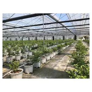 blueberry pot greenhouse manufacturing hydroponic systems for sale