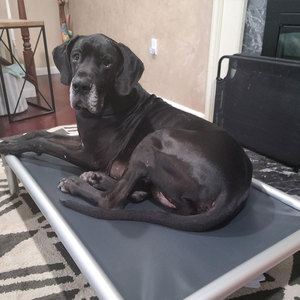 Lit de chien d'extérieur portable de luxe XL, en alliage d'aluminium durable, respirant, imperméable, avec housse amovible de toutes tailles, ne rouille pas. - Product Image 3