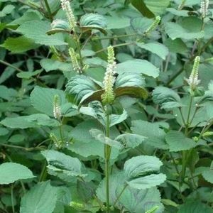 Семена масла для наполнения фруктов периллы - Product Image 5