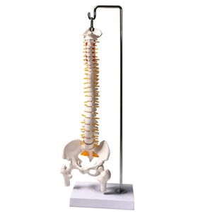 Modelo de Espina Dorsal Humana de 45 cm para Práctica y Enseñanza Ortopédica - Product Image 2