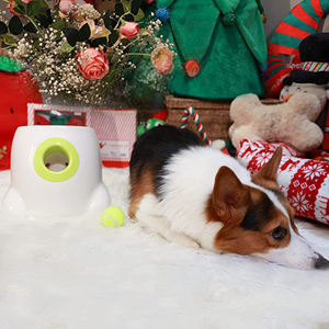 Köpekler için otomatik köpek topu başlatıcısı interaktif yavru evcil hayvan topu kapalı Thrower makinesi küçük ve orta köpekler için Fetch makinesi - Product Image 2