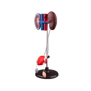 Male Genitourinary Urinary System Anatomical Model Durable PVC &amp; Animiresin for Medical Science Education - Product Image 1