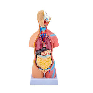 जीव विज्ञान के लिए चिकित्सा मॉडल 45 सेमी मानव शरीर रचना टोरी 23 भागों सिर गर्दन और ट्रंक मॉडल - Product Image 1