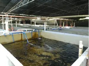 0,1mm blasen belüfteter Flachluft scheiben diffusor Aquakultur maschinen be lüfter Luft scheiben diffusor für Fisch farm