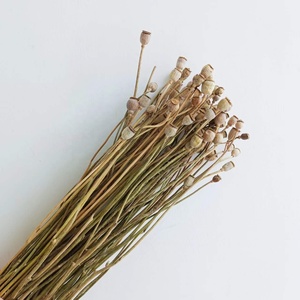 Flores Secas Naturales Reales al por Mayor de Fábrica de Kunming, Amapola Seca para Arreglos Florales de Boda/Decoración en Estilo INS - Product Image 1