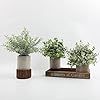 OH ARTS Plantes Artificielles en Plastique de Haute Qualité Eucalyptus <span class=keywords><strong>Romarin</strong></span> Buis Verdure pour Maison Bureau Ferme Étagères Décor - Product Image 6