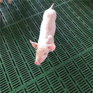 Plastic Floors For Piggery Farm Pig Farm Floors Pig Farming Equipment