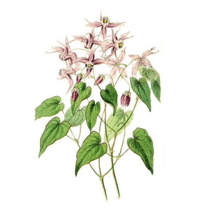 4879-86-7 Toptan Saf Doğal Epimedyum Ekstresi Tozu - Product Image 3