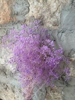 Bunga Gypsophila Kering Alami, Diputihkan Putih Pink Biru, Baby Breath Gypsophila Awet untuk Natal, Tahan Lama 3-5 Tahun