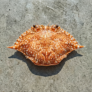 Premium Dried <b>Crab</b> <b>Shell</b> for Stuffing & Decoration - Product Image 1