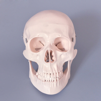 Modelo de simulación de Anatomía Humana, esqueleto humano de PVC, para enseñanza médica, tamaño real