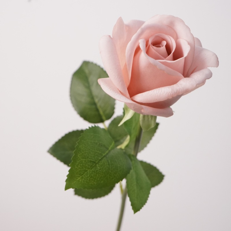 Marron Rose