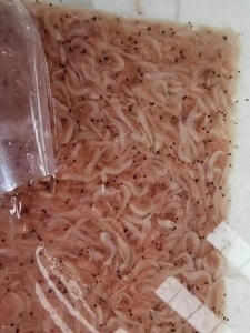Krill congelé de qualité supérieure - Product Image 5
