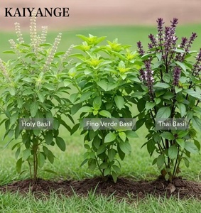 KAIYANGE Meilleure vente feuille de basilic sacré séché feuille de <span class=keywords><strong>Tulsi</strong></span> feuille Ocimum Sanctum sachet de thé coupé TBC thé coupé T-CUT infusions d'herbes en vrac - Product Image 3