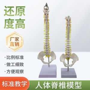 Squelette de simulation pédagogique : modèle de colonne vertébrale de 45 cm avec modèle d'os de jambe, spécimen de squelette humain à l'échelle 1:1, vertèbres lombaires. - Product Image 5