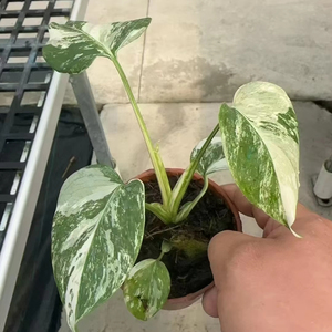 Rara Monstera Ablo Variegata, Pianta Coltivata in Vaso, Coltivata in Laboratorio, Fogliame Unico da Collezione, Certificata - Product Image 4