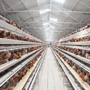 Offre Spéciale équipement d'alimentation automatique de cage de couche de poules de service à guichet unique de haute qualité pour les fermes avicoles