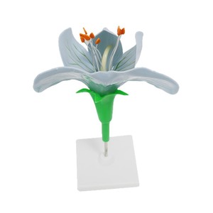 Modelo de flor de guisante, flor de guisante ampliada con ovario desmontable, flor de planta dicotiledónica para disección, enseñanza de biología - Product Image 4