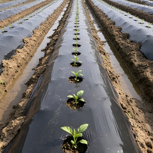 <span class=keywords><strong>Film</strong></span> de paillage perforé Pro PE blanc-noir 1,2 m, blanc réfléchissant, bloque l'herbe, trous de plantation - Product Image 4