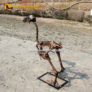 MY DINO AS-049 Squelette d'oiseau <span class=keywords><strong>Dodo</strong></span> Animal préhistorique éducatif - Product Image 3