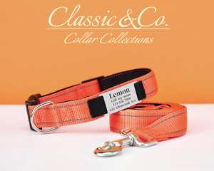 Ensemble de laisse réglable pour chien, collier silencieux personnalisé pour chat avec étiquette d'identification métallique gravée détachable en nylon réfléchissant sur mesure - Product Image 3