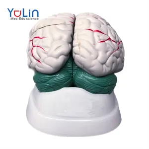 Hochwertige lebensgroße Lehre PVC Anatomie des menschlichen Gehirns chädels Anatomisches Gehirn modell mit Arterien