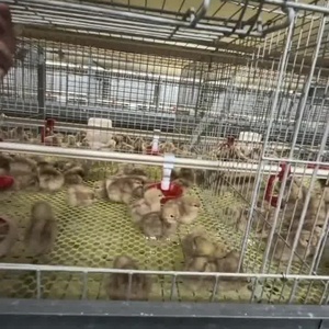 Горячая распродажа, бройлерное оборудование, новый дизайн, для выращивания цыплят, бесплатная доставка перепелов, дизайн фермерского дома