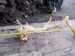 Groothandel Aquarium Geel Drijfhout Wortels - Product Image 2