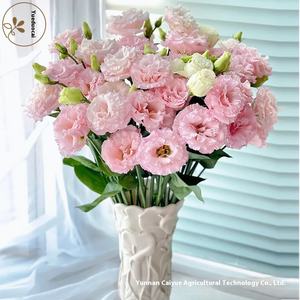 Suministro Directo de Kunming, <span class=keywords><strong>Eustoma</strong></span> <span class=keywords><strong>Grandiflorum</strong></span> Fresca de la Marca Guoxiaomi con Capullos, 8-13 Ramas/Atado, Pétalos de 5cm para Otras Ocasiones - Product Image 1