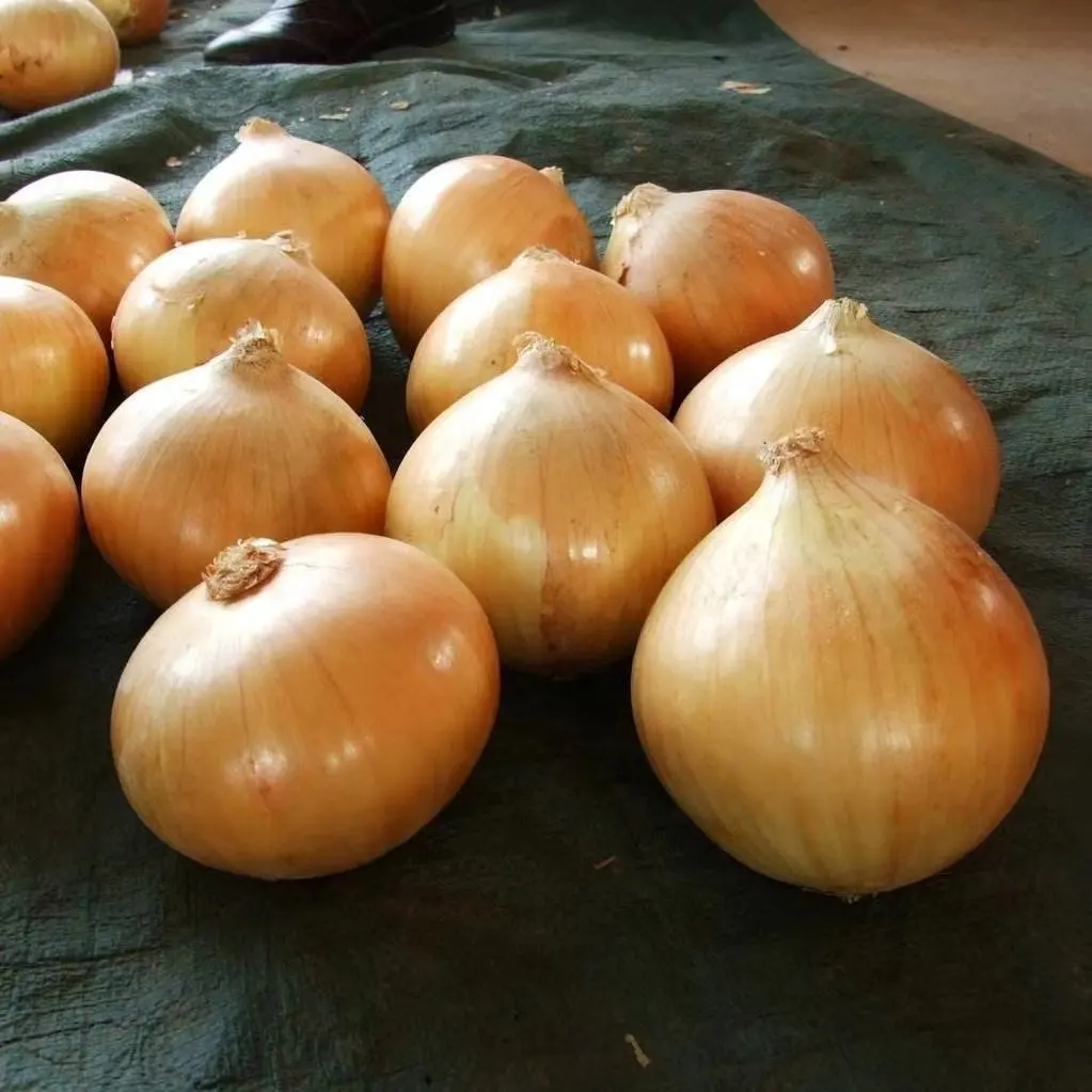 High Quality professional export fresh onion wholesale Yellow/Red onion fresh onions newest crop in bulk