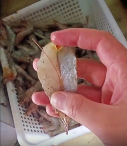 Pequeña Máquina Inteligente de desvenado de camarones, máquina de apertura de corte trasero para pelar gambas - Product Image 2