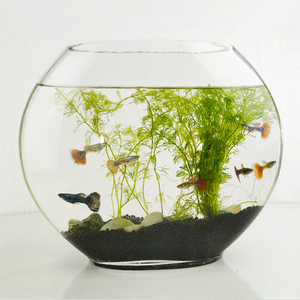 Aeofa-pecera de cristal plano, creativa, de escritorio, pequeña, ovalada, transparente - Product Image 3