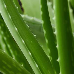 Promotion : Kit de culture miniature 100% biologique USDA d'Aloe Vera, Jardinière mignonne, <span class=keywords><strong>Jardin</strong></span> féerique, Collection de succulentes en aluminium pour la maison et les mariages - Product Image 6