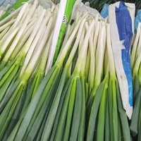 Échalote fraîche Oignon de printemps chinois Légumes frais Poireau vert bon marché à vendre