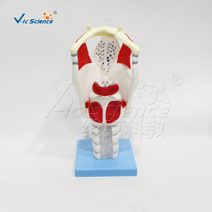 Modèle magnifié de la structure et de la fonction du larynx ; modèle d'anatomie du larynx humain ; outil de démonstration pédagogique pour - Product Image 1