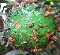 Tuinbenodigdheden Groothandel Kas Boomgaard Boerderij Tuin Fruitvlieg Legerworm Geel Groen Vangst Bal