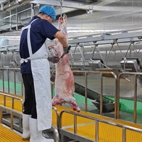 Équipement d'abattage de moutons certifié CE, machine d'abattage de moutons, abattoirs à grande échelle pour le traitement des moutons et des chèvres