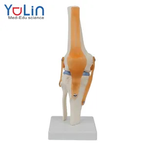 解剖学モデルを教え、学習するための医学人間の等身大膝関節解剖学モデル