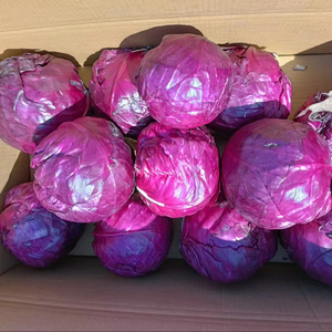 Cây trồng mới Bắp cải đỏ tươi bắp cải tím Chất lượng cao - Product Image 1