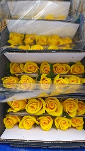 Flores de Tallo Largo de la Serie Arcoíris Vibrante para Diseño Floral Artístico, Decoración de Centros de Mesa, <span class=keywords><strong>Rosas</strong></span> Coloridas Frescas de Granja al por Mayor - Product Image 2